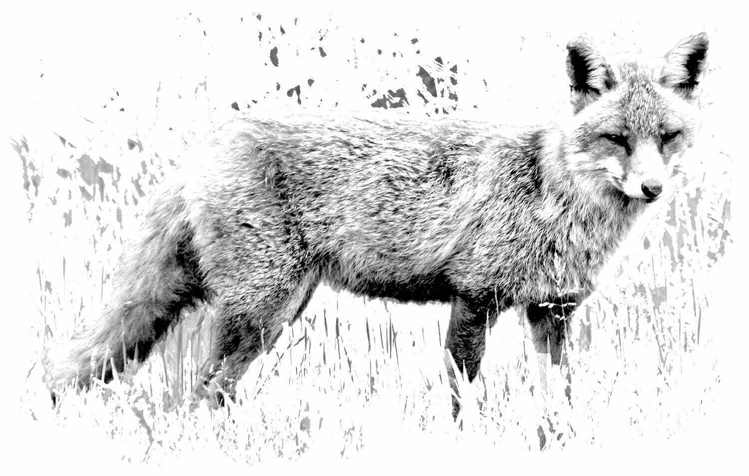 10 June - Fox
