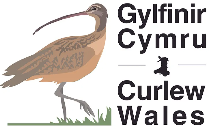 202110 Gylfinir Cymru Logo Final