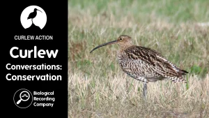 26.05.11 Curlew Conversations Conservation PROMO 0 (1)