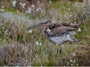 93c8d2d9 ae78 486d 80f7 a6c4ca6fc937