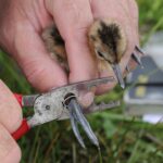 Photo of a young Black-tailed Godwit chick behind held by one human hand whilst another hand is using ringing pliers to put a metal ring around its leg.