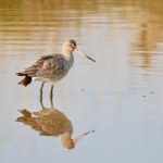 A Black-tailed Godwit standing in relatively still water with its reflection in the water's surface.