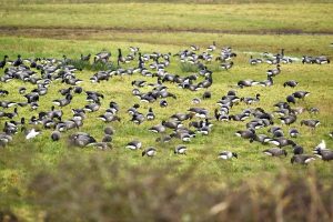 Brent geese
