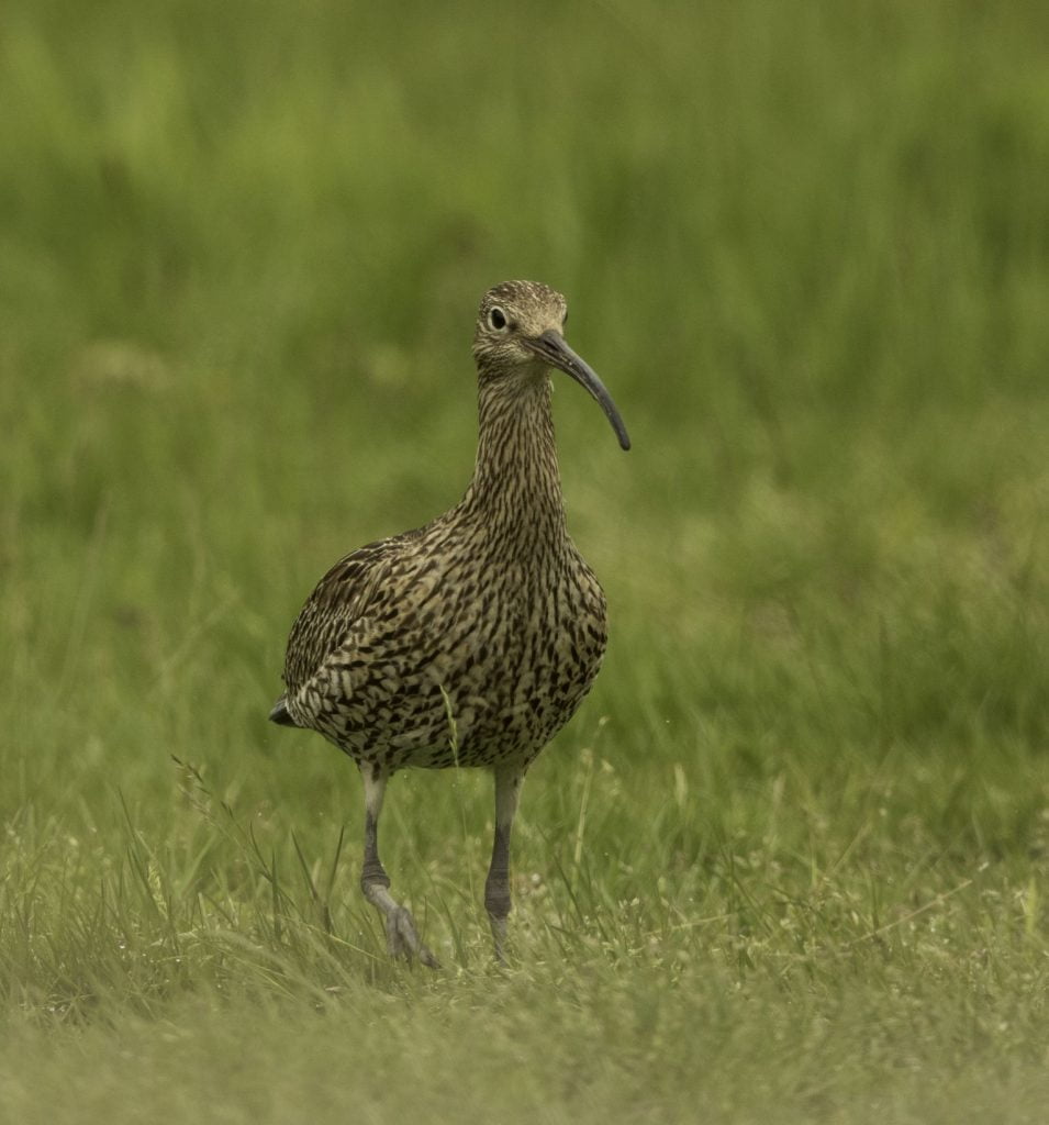 Curlew 014