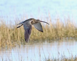 Curlew