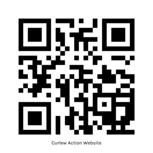 Curlew Action Website