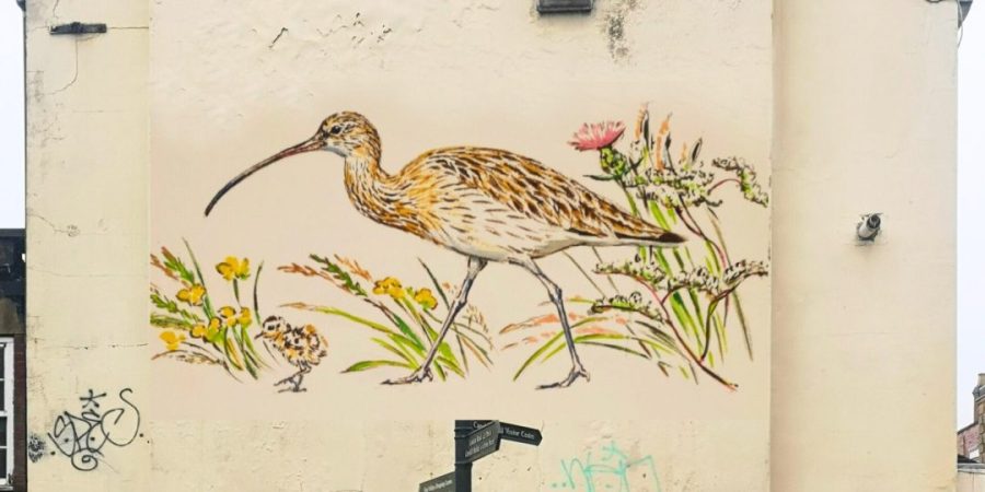 A mock-up of a Curlew mural on a wall