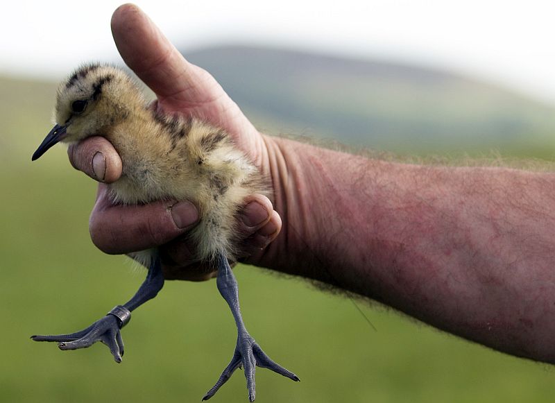 Curlew chick - Brookshill Marsh b