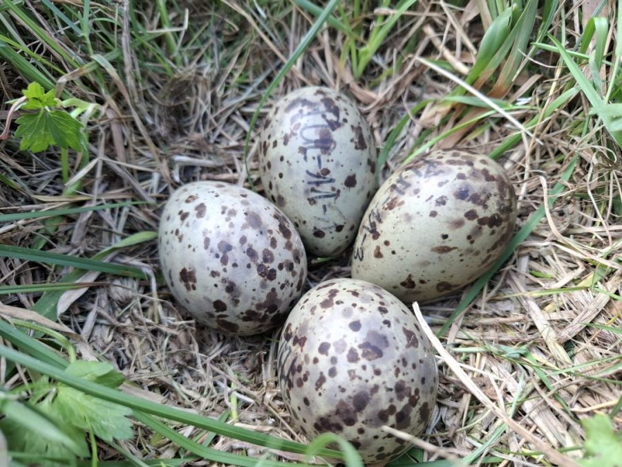 A nest of four Curlew eggs amongst grass.