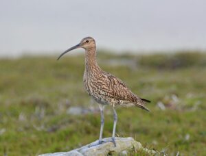 Curlew upright