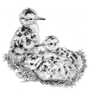 Curlew_Moon_Chapter_10_-_Young_Curlew_Chicks