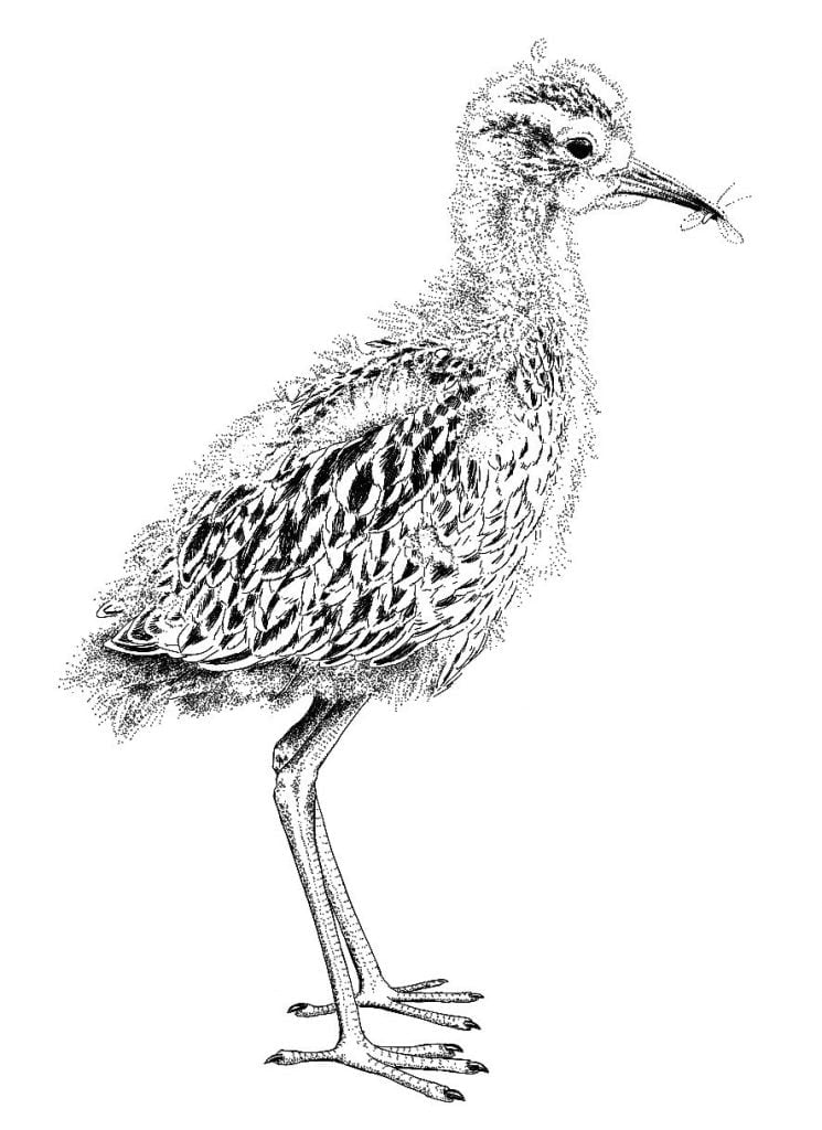 Curlew Moon Chapter 11 Fledgling Curlew Chick. 1 745x1024