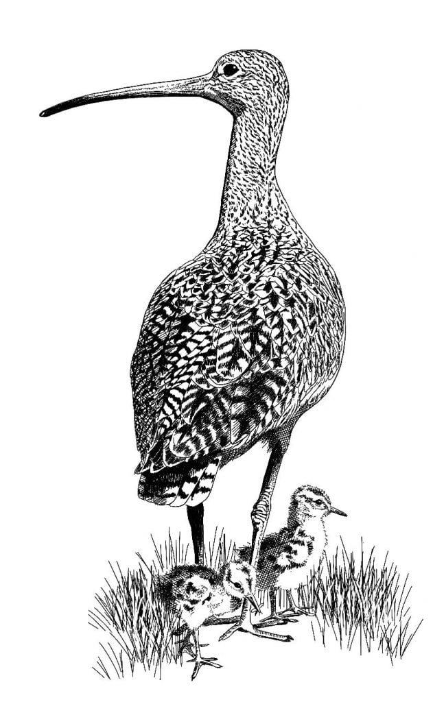 Curlew Moon Chapter 12 Curlew And Chicks 1 631x1024