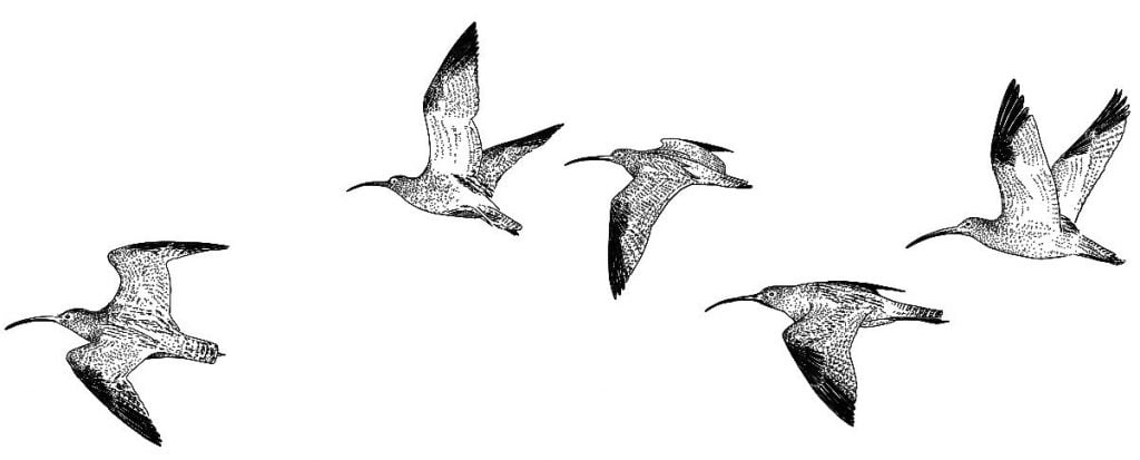 Curlew_Moon_Chapter_12_-_Curlew_In_Flight