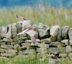 Curlew Pic1