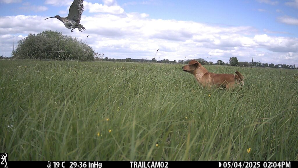 A camera trap photo of a dog in grass, and a Curlew flying away.