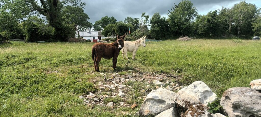 A brown donkey and a white donkey