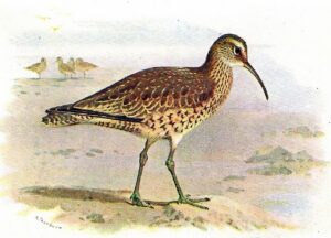 Illustration of an Eskimo Curlew.