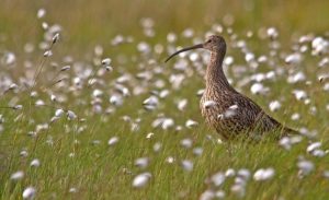 Eurasian Curlew amongst cotton grass. Tony Pope