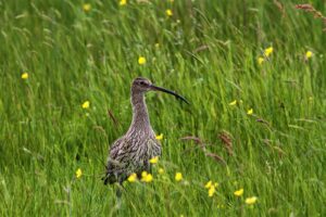 Eurasian curlew in ireland. (photo by breeding waders eip)