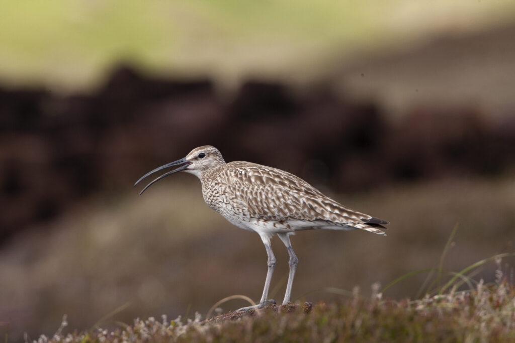 A Eurasian Whimbrel against a blurry background.