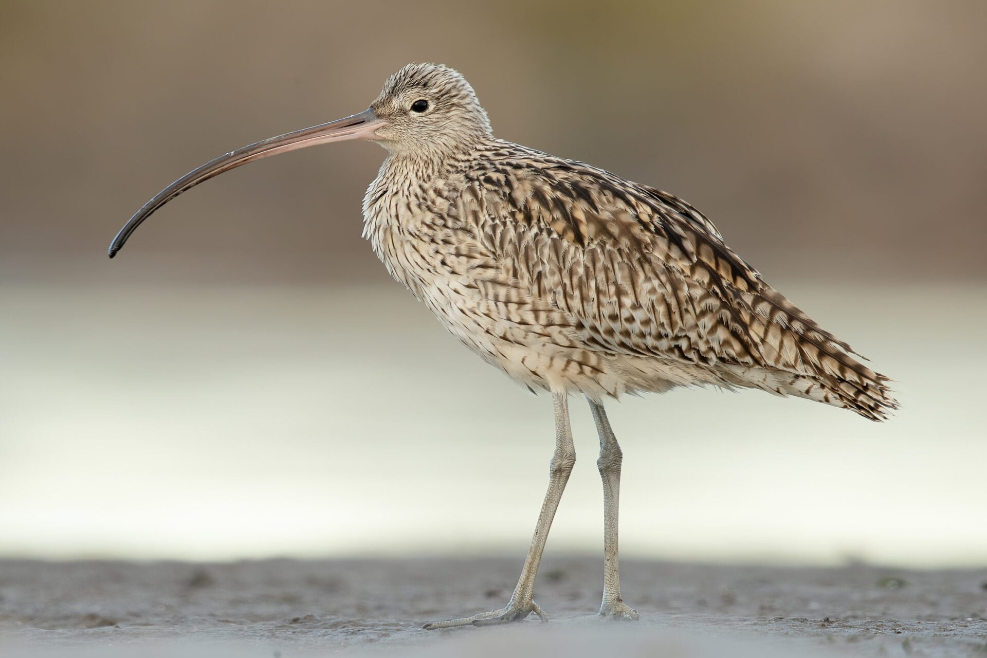 Photo of a Far Eastern Curlew, against a blurred background