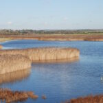 A photo of reedbeds at Farlington Marshes