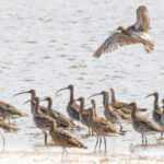 Flock of Eurasian Curlews standing in water, with one coming into land.