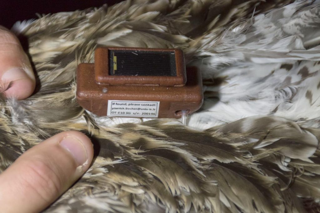 A GPS device on the back of a Curlew