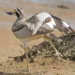 A photo of a Great Thick-knee bird, with one leg up in the air and a leg outstretched