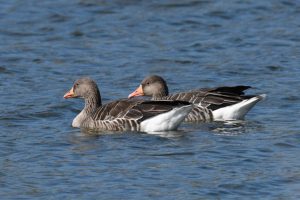 Greylag Geese in the Netherlands (not the OVP but I took the train past the OVP to get to them)