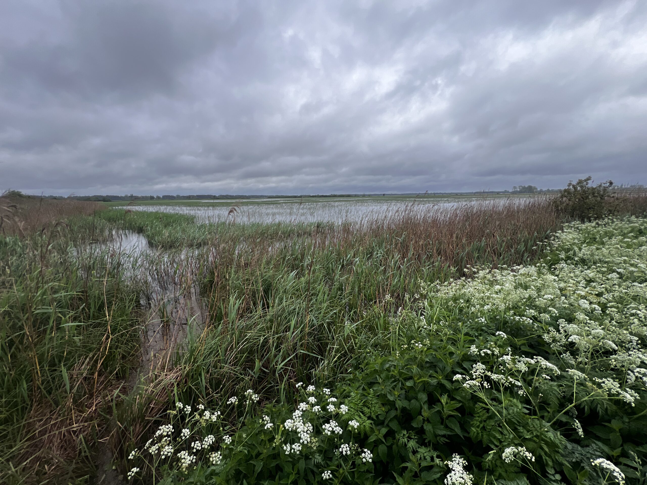 Gutocha fishponds, a curlew stop over site. (photo by mary colwell)