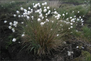 Hare's Tails Cotton Grass
