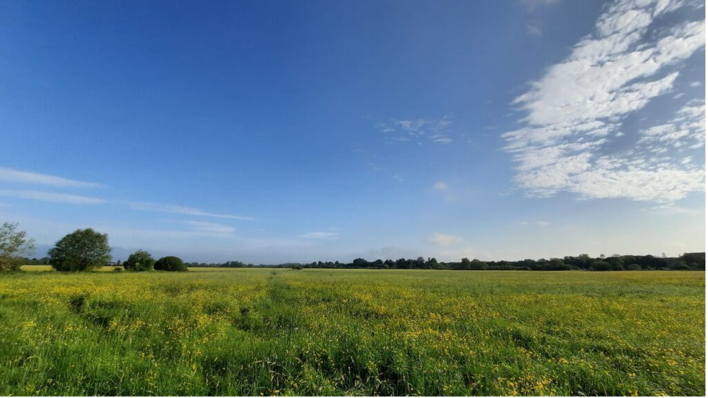Hay meadow vegetation on Upton Ham, May 2022. (Photo by John Dickinson) A photo of a hay meadow in sunshine, with a couple of clouds in a blue sky.