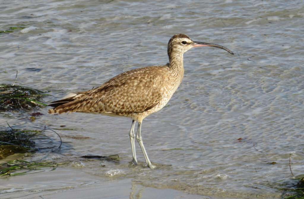 A Hudsonian Whimbrel surrounded by water and seaweed.