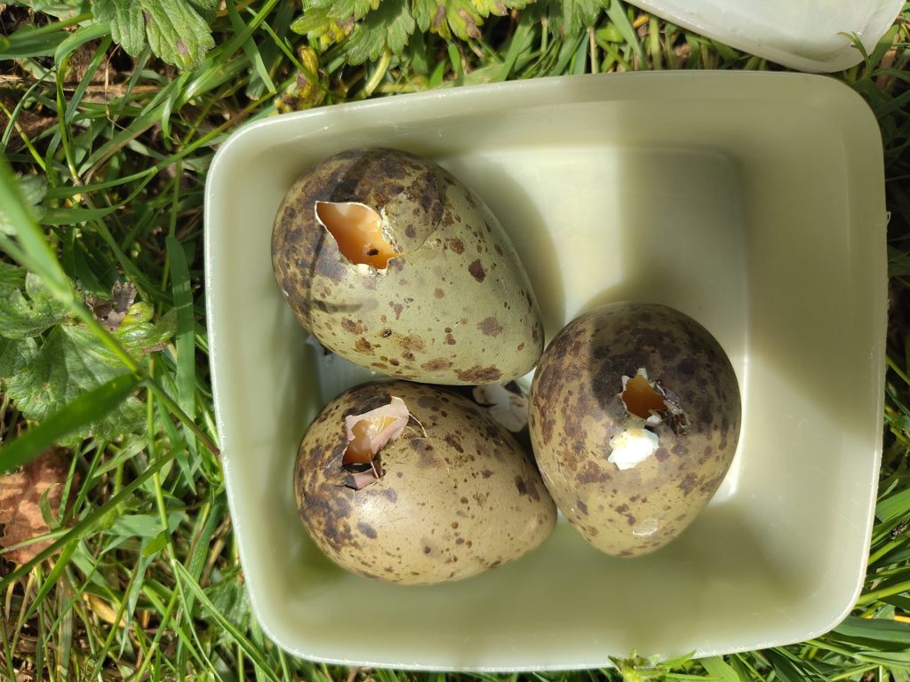 Three Curlew eggs in a plastic tub