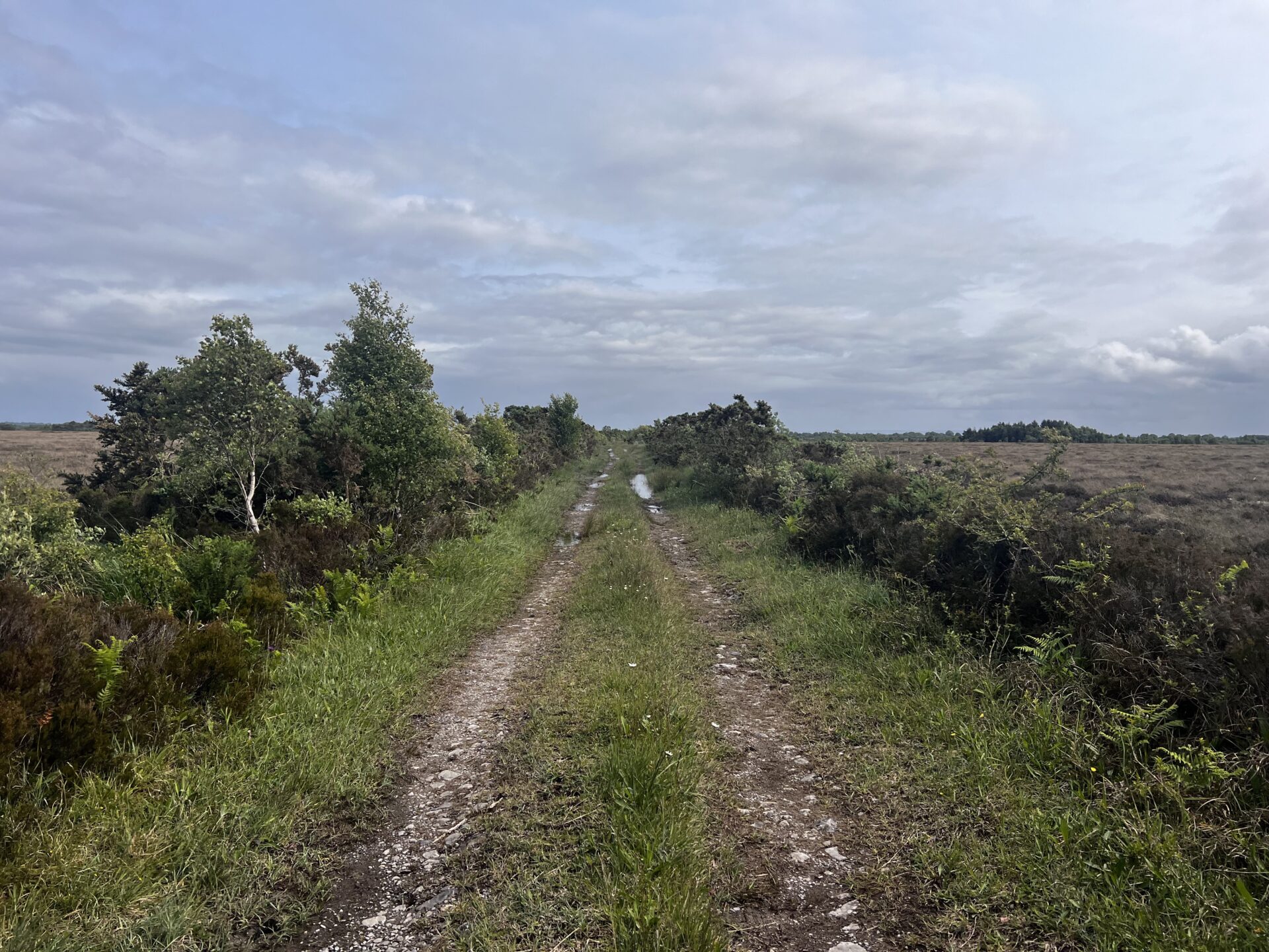 A photo looking down a rough vehicle track between hedges on either side, and bogs beyond the hedges.
