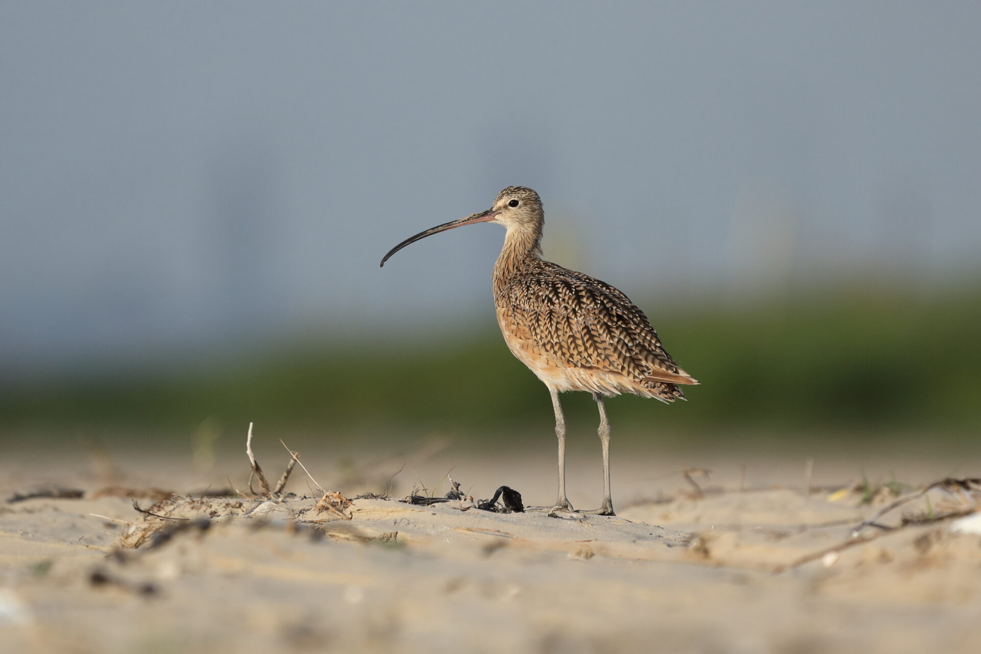 A photo of a Long-billed Curlew, against a blurred background.