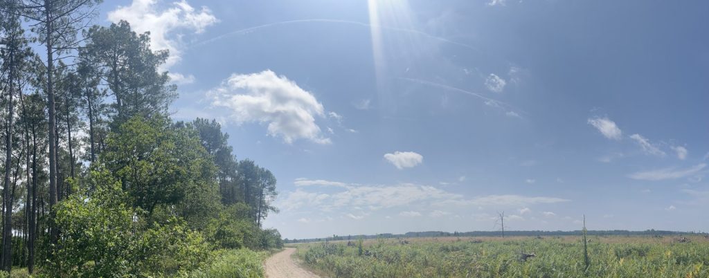Les landes scenery