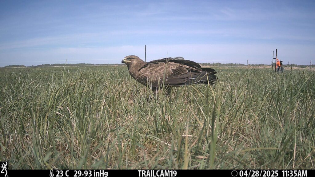 Camera trap image of an eagle within the fencing around a Curlew nest.