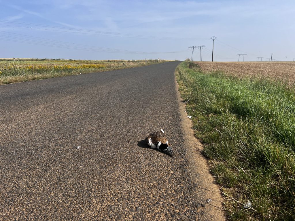 The remains of a Little Bustard, on a road