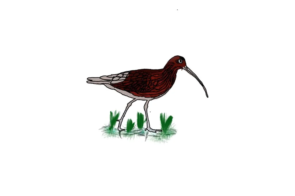 Matthew wherry curlew