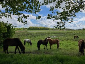 Molslaboratoriet A European (Danish) rewilding project with an emphasis on grazing