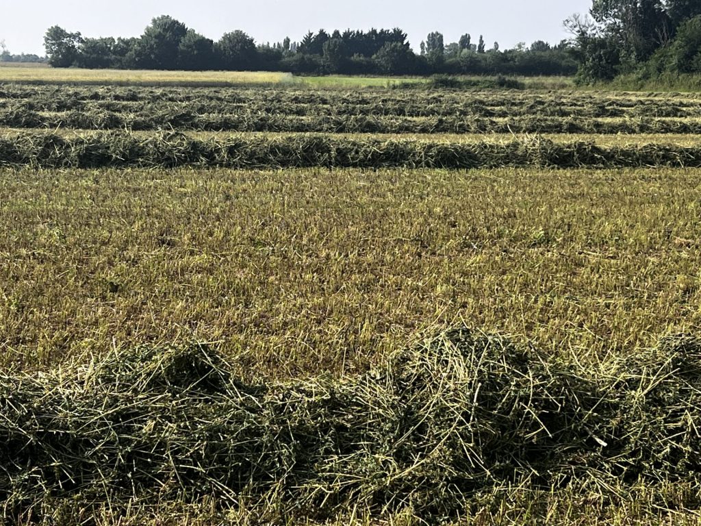 Mown field