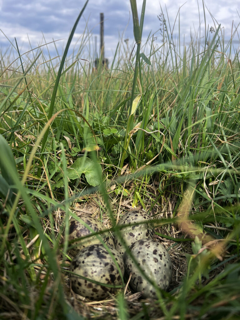 A nest of Curlew eggs surrounded by grass.