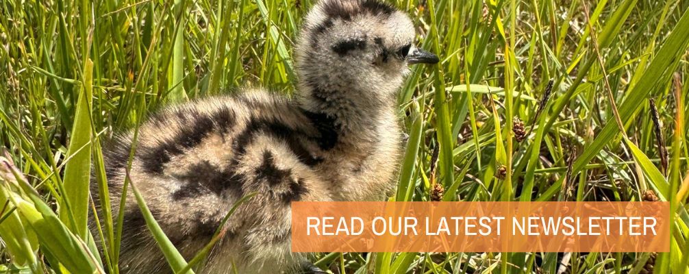 Newsletter website banner