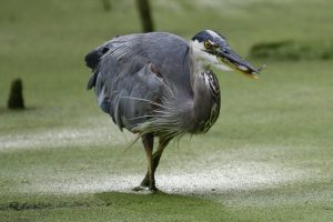 Olentangy Wetland Great Blue Heron