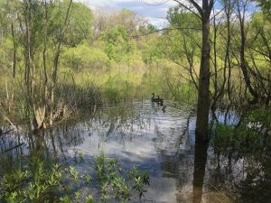 Olentangy Wetland Research Park (RAMSAR Sit in Columbus Ohio)