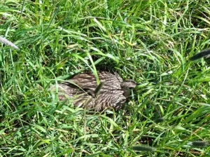 Picture1