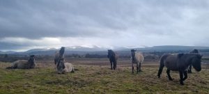 Ponies insh